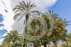 Orange tree with oranges and palm trees in a garden