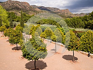 Orange Tree Orchard Garden in Spain photo