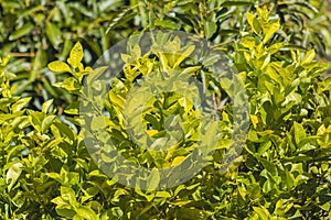 The orange tree plant, known as Citrus sinensis (L.) Osbeck, belongs to the Rutaceae plant family