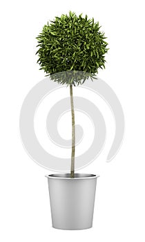 Orange tree in pot isolated on white