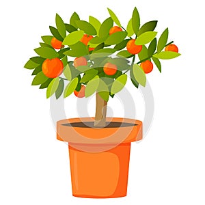 Orange tree in a pot. Tropical citrus fruit.
