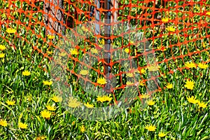 Orange tree protection plastic mesh fence. Beautiful blooming yellow flowers garden landscaping
