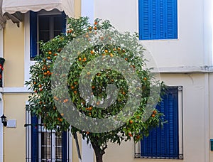 Orange tree with ripe fruit in front of colorful windows and doors on street in Athens Greece