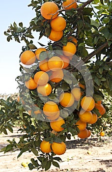 Orange tree with ripe orange fruit
