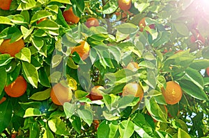 Orange tree with ripe orange fruit. A big crop in the season citrus. A continuous cycle of maturation, good harvest, vitamins