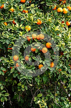 Orange tree with ripe seville oranges
