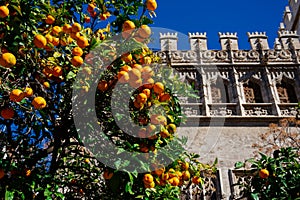 Orange tree with the Silk Exchange building