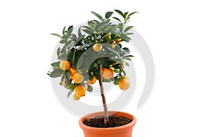 Orange tree with small fruits