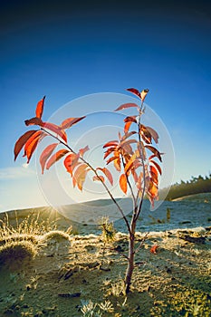 Orange tree stands in an arid landscape at sunset