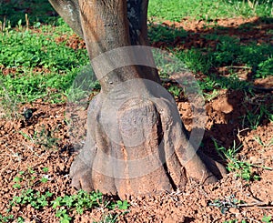 Orange tree trunk close-up, unusual shape, plant grafting, agriculture, horticulture