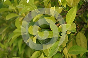 Orange tree with unripe fruit in September. Citrus sinensis is a species of the genus Citrus in the family Rutaceae. Kolympia