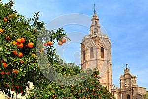 Orange tree and Valencia Cathedral.