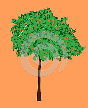 An orange tree, vector illustration