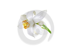 Orange tree white flower and buds isolated on white