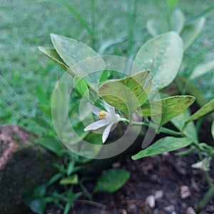 Orange tree white flower citrus