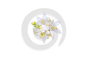 Orange tree white flowers and buds bunch isolated on white. Transparent png additional format