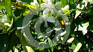 Orange tree with white flowers, honey bee and orange fruit.