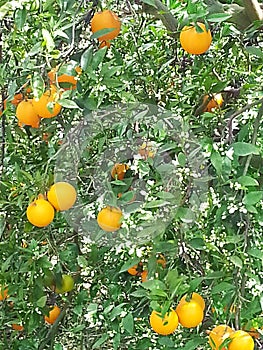 Orange tree with white flowers and orange fruit under the spring sun.