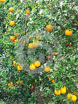 Orange tree with white flowers and orange fruit under the spring sun.