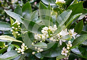 Orange tree white fragrant flowers and buds after spring rain. Azahar blossom