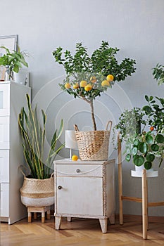 orange tree in wicker basket vintage bedside table in room, citrus fruits grow on branches