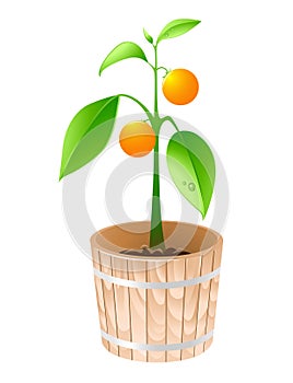 Orange tree in a wooden tub