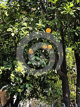 An orange tree in the woods on an outdoor mountain.