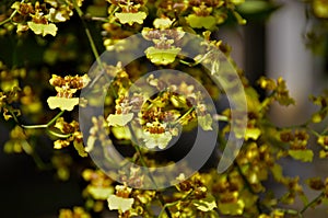 Details of the flowers of the oncidium orchid photo