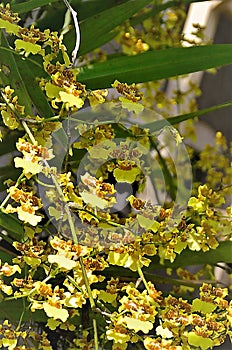 The yellow flowers of oncidium photo