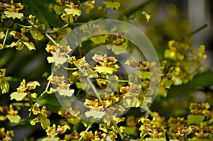 Yellow oncidium orchid flowers photo