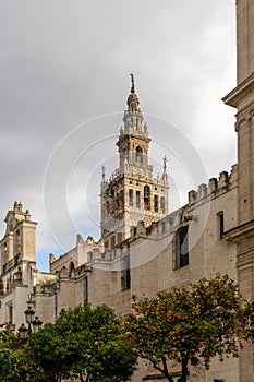 Orange trees with the cathedral of Seville in the background