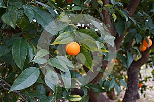 Orange trees in a citrus garden in Spain