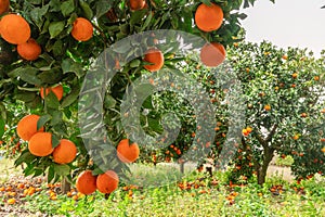 Orange trees or citrus sinensis almost covered with oranges. Great harvest in the orchard