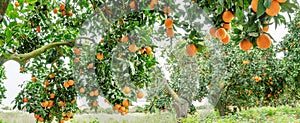 Orange trees or citrus sinensis almost covered with oranges. Great harvest in the orchard