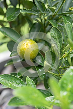 Orange trees with fruits on plantation