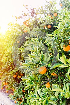 Orange trees with fruits on plantation orchard