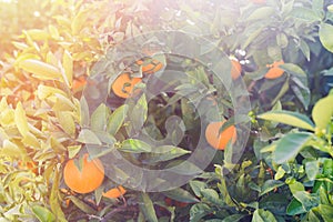 Orange trees with fruits on plantation orchard