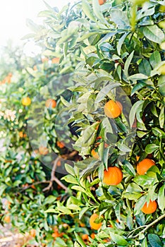 Orange trees with fruits on plantation orchard