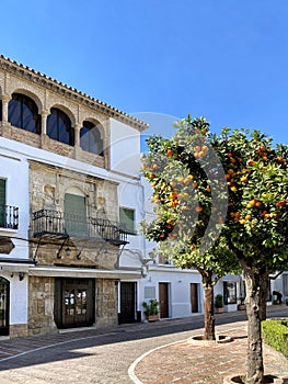 Orange trees in Marbella