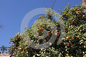 Orange trees in Marrakech