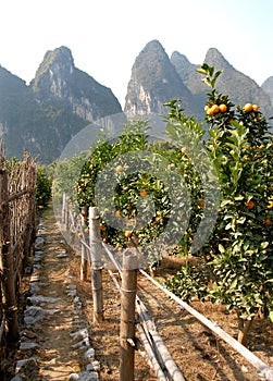 Orange trees near the Li River between Guilin and Yangshuo in Guangxi Province, China