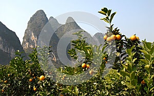 Orange trees near the Li River between Guilin and Yangshuo in Guangxi Province, China