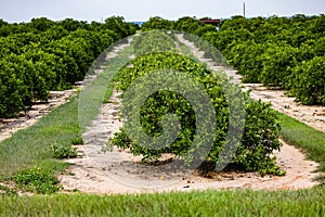 Orange trees orchard, farm Lake Wales area Florida USA