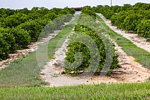 Orange trees orchard, farm Lake Wales area Florida USA