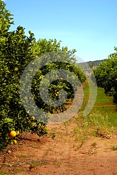 Orange trees plantation