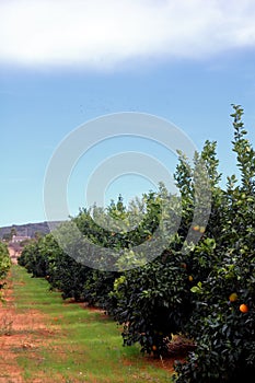 Orange trees plantation