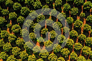 Orange trees plantation. High angle view photo