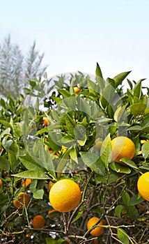 Orange trees with ripe fruit on plantation