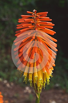 Orange tritoma flower in the garden, close up.