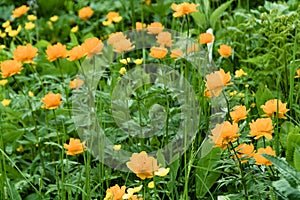 Orange Trollius asiaticus among green leaves. Glade with wild flowers in taiga